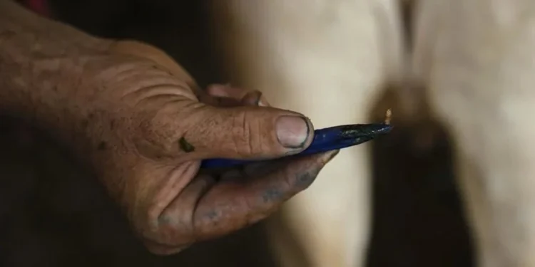 Reportan caso de gusano barrenador en Monterrey