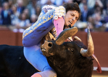 Roca Rey sufre cornada en La Maestranza de Sevilla