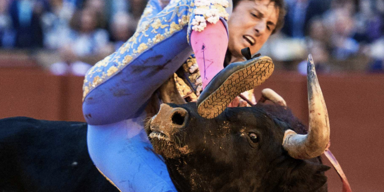 Roca Rey sufre cornada en La Maestranza de Sevilla