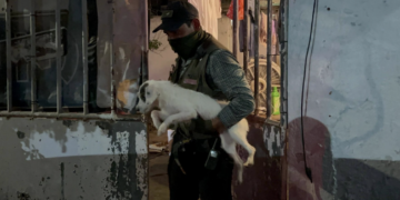 Rescatan a 42 perros en Coatzacoalcos, Veracruz