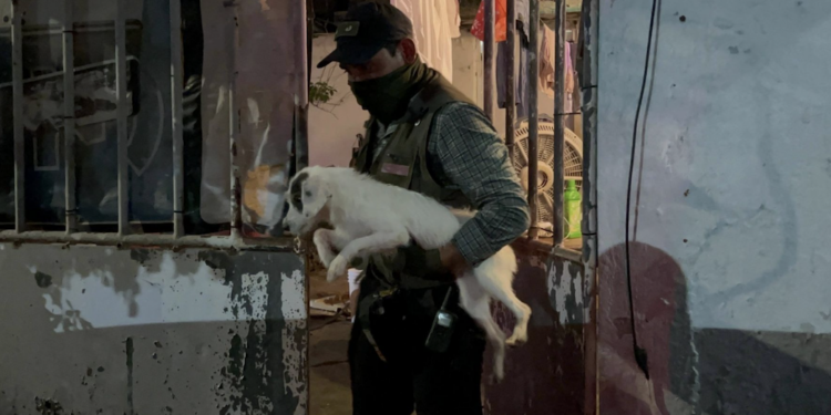 Rescatan a 42 perros en Coatzacoalcos, Veracruz