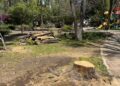 Realizan trabajos de poda y derribo controlado en parque de Jardines de la Hacienda