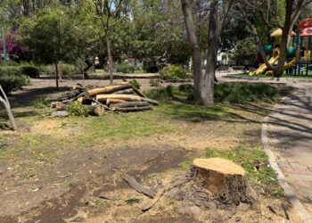 Realizan trabajos de poda y derribo controlado en parque de Jardines de la Hacienda