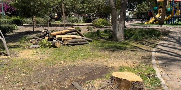 Realizan trabajos de poda y derribo controlado en parque de Jardines de la Hacienda