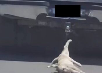 Denuncian caso de maltrato animal por arrastrar a un perro en Santa Rosa Jáuregui