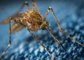 Querétaro registra un caso de dengue