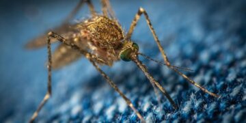 Querétaro registra un caso de dengue