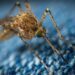 Querétaro registra un caso de dengue