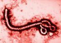 México sin casos de ébola; Secretaría de Salud refuerza vigilancia ante brote
