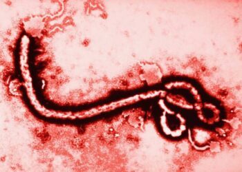 México sin casos de ébola; Secretaría de Salud refuerza vigilancia ante brote