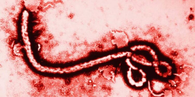 México sin casos de ébola; Secretaría de Salud refuerza vigilancia ante brote
