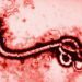 México sin casos de ébola; Secretaría de Salud refuerza vigilancia ante brote