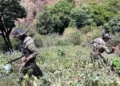 Destruye Marina 37 plantíos de amapola en Nayarit