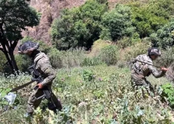 Destruye Marina 37 plantíos de amapola en Nayarit