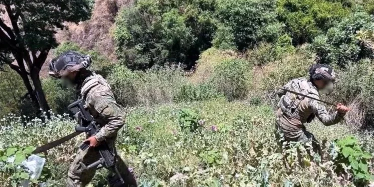 Destruye Marina 37 plantíos de amapola en Nayarit