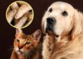 Piden veterinarios cuidar a animales domésticos ante presencia del gusano barrenador en Querétaro