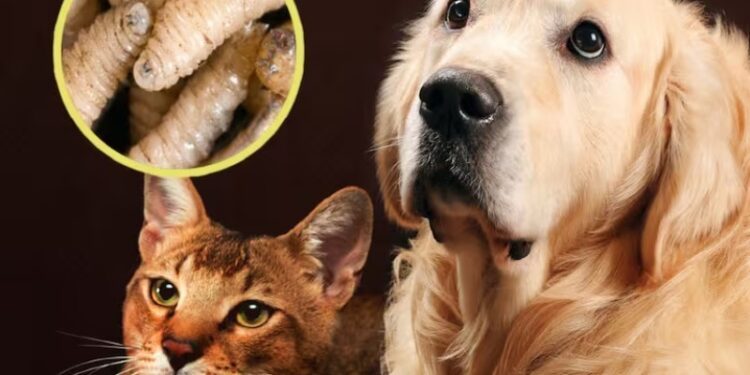Piden veterinarios cuidar a animales domésticos ante presencia del gusano barrenador en Querétaro