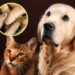 Piden veterinarios cuidar a animales domésticos ante presencia del gusano barrenador en Querétaro