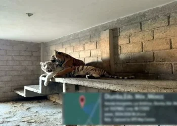 Asegura Marina tigres y autos en inmueble en Otumba, Edomex