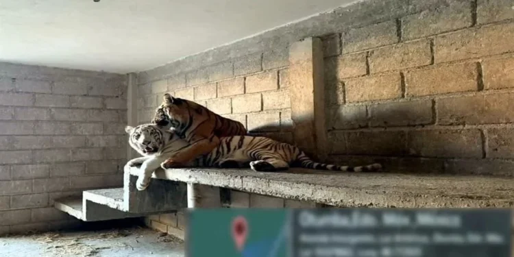 Asegura Marina tigres y autos en inmueble en Otumba, Edomex