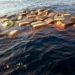 Asegura Marina 2.1 toneladas de cocaína en el mar