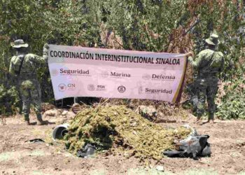 Destruyen presunto secadero de marihuana en la zona del Lago Walamito, Sinaloa