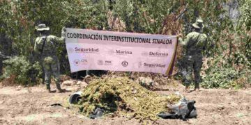 Destruyen presunto secadero de marihuana en la zona del Lago Walamito, Sinaloa