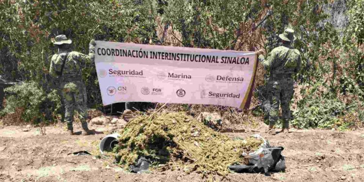 Destruyen presunto secadero de marihuana en la zona del Lago Walamito, Sinaloa