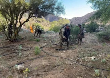 Erradica Marina 9 plantíos de mariguana en Baja California