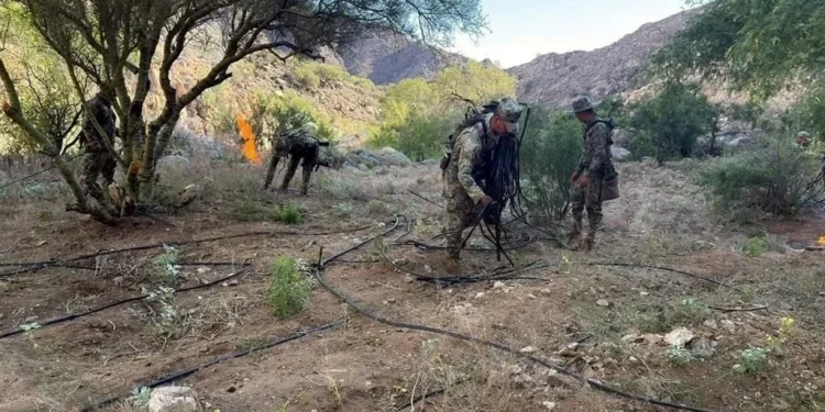 Erradica Marina 9 plantíos de mariguana en Baja California
