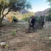 Erradica Marina 9 plantíos de mariguana en Baja California