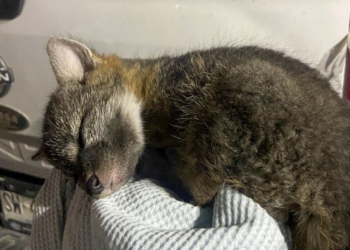 Atiende IMPA reportes de fauna silvestre en El Marqués y Cadereyta