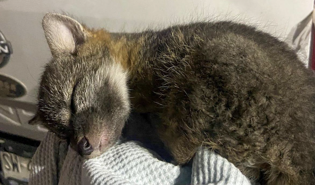 Atiende IMPA reportes de fauna silvestre en El Marqués y Cadereyta