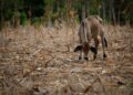 ONU alerta que ‘El Niño’ aumenta la inseguridad alimentaria en América Latina y el Caribe