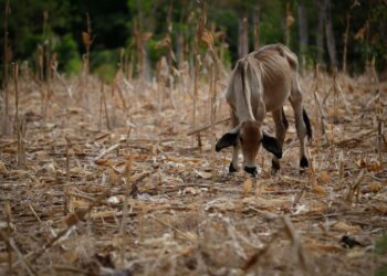 ONU alerta que ‘El Niño’ aumenta la inseguridad alimentaria en América Latina y el Caribe