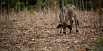 ONU alerta que ‘El Niño’ aumenta la inseguridad alimentaria en América Latina y el Caribe