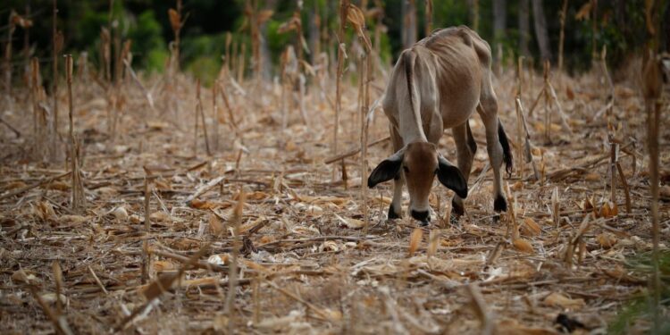 ONU alerta que ‘El Niño’ aumenta la inseguridad alimentaria en América Latina y el Caribe