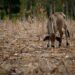ONU alerta que ‘El Niño’ aumenta la inseguridad alimentaria en América Latina y el Caribe