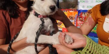 Recaudan 850 kilos de alimento en Croquetón Escolar para perros rescatados