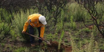 Querétaro lidera captación por impuestos verdes