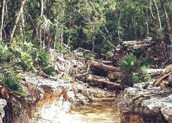 Ven riesgo para acuífero por carretera en Tulum