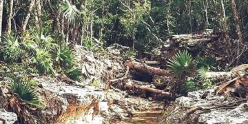 Ven riesgo para acuífero por carretera en Tulum