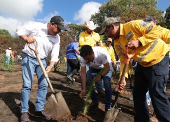 Inicia SEDEA reforestación con más de 800 mil árboles