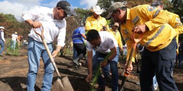 Inicia SEDEA reforestación con más de 800 mil árboles