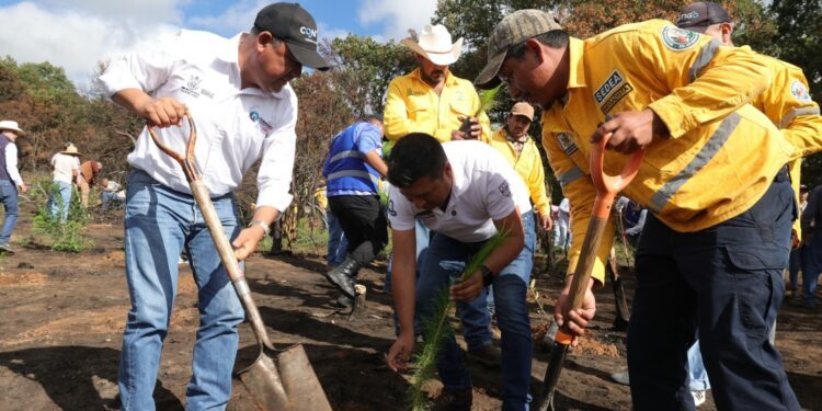 Inicia SEDEA reforestación con más de 800 mil árboles