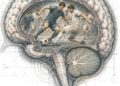 ¿Cómo juega el futbol en el cerebro?