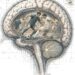 ¿Cómo juega el futbol en el cerebro?
