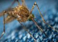 Se mantiene un caso activo de dengue en Querétaro
