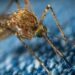 Se mantiene un caso activo de dengue en Querétaro