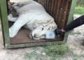 FGR asegura tres tigres de Bengala y 32 equinos durante cateo en Durango